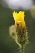 Sonchus arvensis-09-07-2009-9450